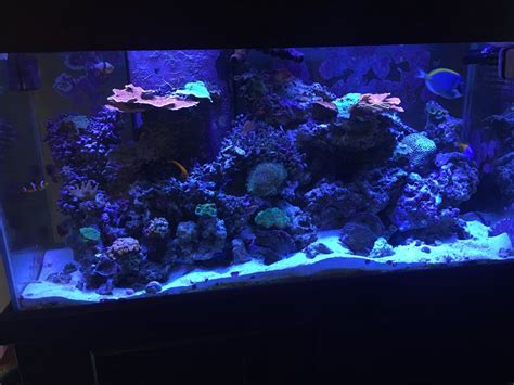 Dosing Vodka Please Share Your Tank Page 2 Reef2reef Saltwater And Reef Aquarium Forum