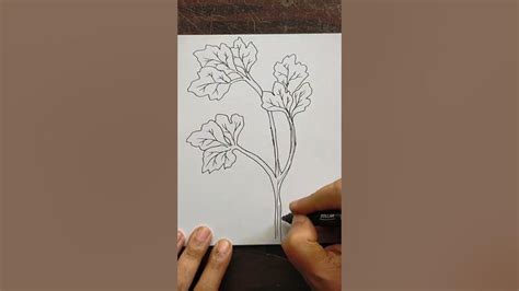 How To Draw Parsley Herb Easy Parsley Herb Step By Step Line Drawings