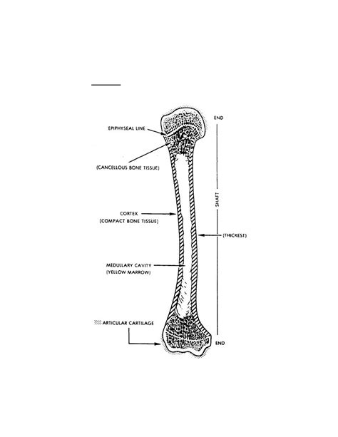 Typical Long Bone Labeled Anatomy Of A Typical Long Bone