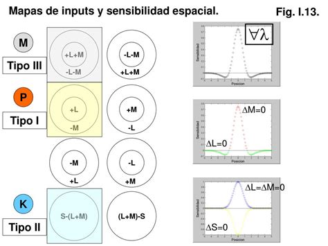 Ppt Unidad I Fundamentos Neurales De La Percepci N Visual La Retina Y