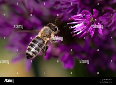 An European Honey Bee Apis Mellifera Flying Towards A Purple Flower