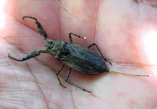 Foto Natura Huesca Escorpi N Acu Tico Escorpi N De Agua Nepa Rubra