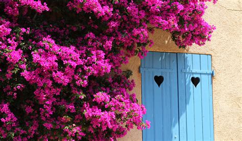 Quelles Plantes Grimpantes Pour Habiller Un Mur Jardiland