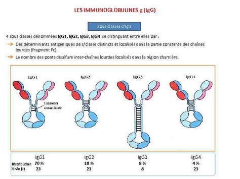 Les Immunoglobulines COURS 3 EME ANNEE MEDECINE