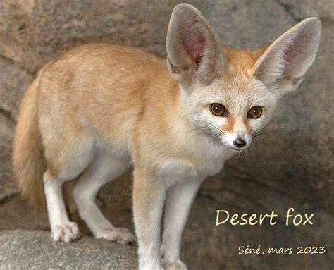 Desert Fox