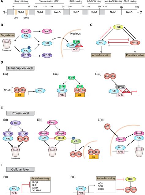 Targeting Transcription Factor Nrf2 Nuclear Factor Erythroid 2 Related