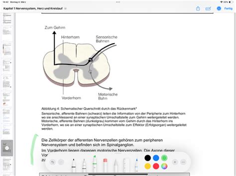 Kapitel Nervensystem Herz Und Kreislauf Karteikarten Quizlet