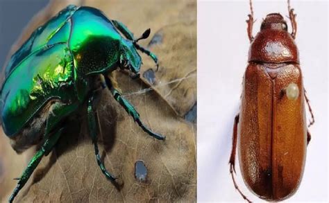 Has Visto Estos Insectos Ltimamente Te Explicamos Porqu Han