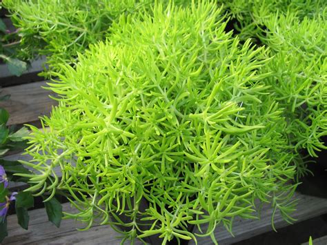 Lemon Coral Sedum Care And Culture Travaldos Blog