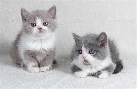 Two Cute Kittens Are Sitting Next To Each Other British Shorthair Cats