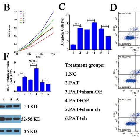 Vector Construction And Hif1a As1 Affects Proliferation And Apoptosis