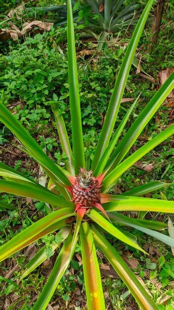 Premium Photo | Pineapple plant with green leaves