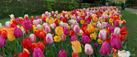 The Language Of Tulips Meaning Behind Tulip Colors Tulips In Holland