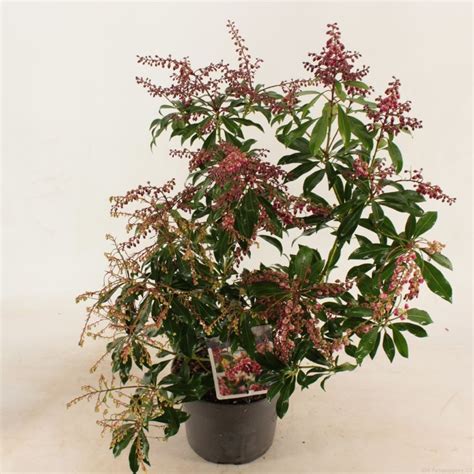 Pieris Japonica Passion — Plant Wholesale Floraccess