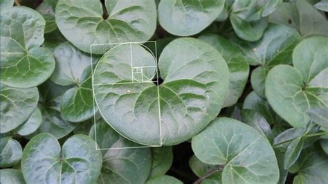 Stock Footage Fibonacci Leaf Videohive Fibonacci In Nature