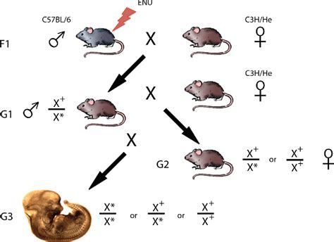 Figure 1 From A Forward Genetic Screen In Mice Identifies Sema3ak108n Which Binds To Neuropilin