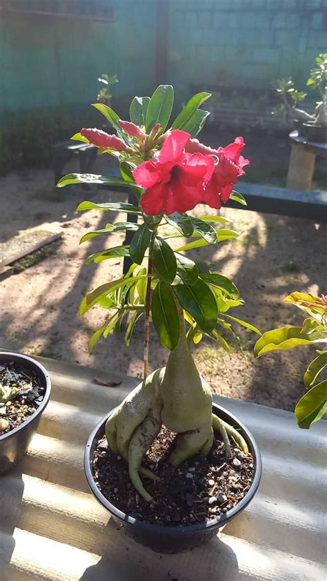 Como Plantar Rosa Do Deserto Guia Passo A Passo Para Iniciantes