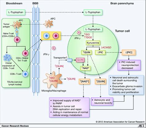 A Hypothetical Scheme Of The Potential Role Of Altered Kp Metabolism In