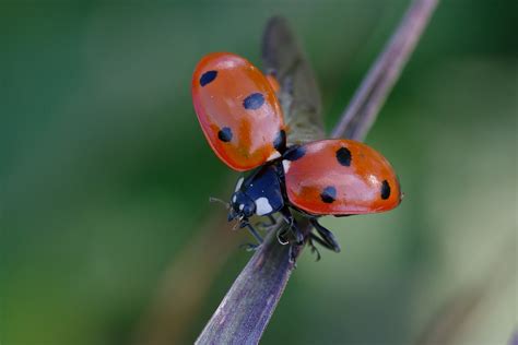 Coccinelle à Sept Points Coccinella septempunctata Col Flickr