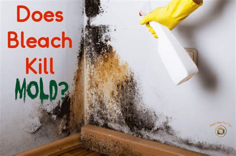 Does Lysol Kill Mold Mold Help For You