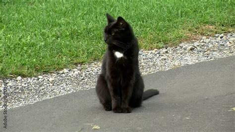 schwarze Katze mit dem weißen Fleck auf ihrer Brust verlässt