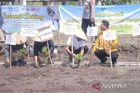 Babel Optimalkan Pengembangan Tanaman Pangan Hadapi El Nino Antara