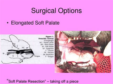 Ppt Brachycephalic Syndrome For The French Bulldog Lover Powerpoint