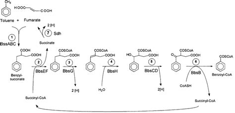 Proposed Pathway Of Anaerobic Toluene Oxidation To Benzoyl Coa The