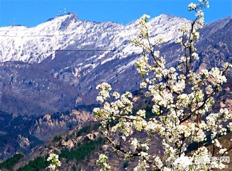 承德春季赏花去哪儿？承德雾灵山山花开 河北旅游资讯 墙根网