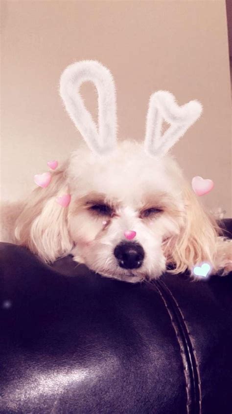 Snapchat Filter Dog :) : r/aww