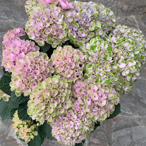 Bigleaf Hydrangea Amethyst Hydrangea Macrophylla Amethyst Flower