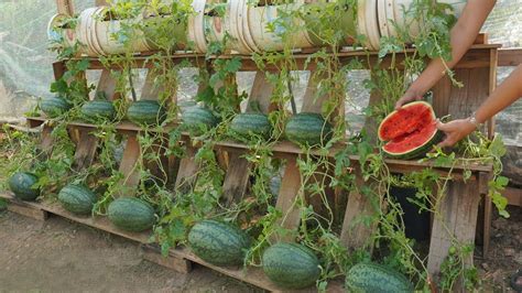 Growing Watermelon At Home Gives High Yields If You Know This Tip