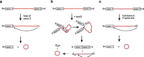 Formation Of Intronic CircRNAs A Group II Intron Mediated CircRNA