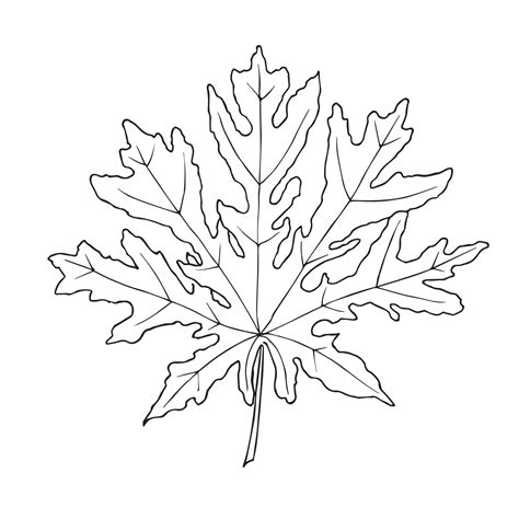 Hand Drawn Papaya Leaf Vector Illustration In Outline Style On