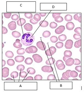 A215 Lymphatics Histology Of Circulatory System Lab Flashcards