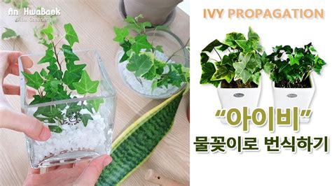 번식 2 아이비 키우기 물꽂이 번식하기1 How To Ivy Propagationrepotting Youtube