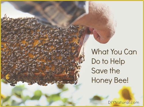 Simple Ways You Can Help To Save The Honey Bees Bee Keeping Pollinator Garden Design