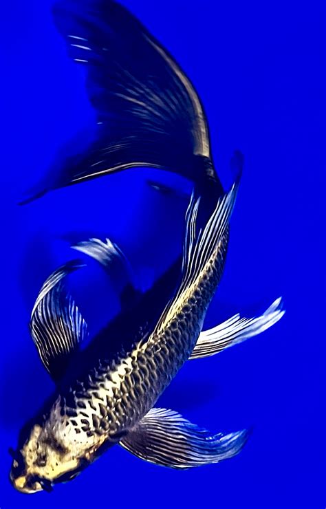 Blue Butterfly Koi Fish A Guide To Their Stunning Colors And Elegant