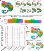 LAG 3 And PD 1 Synergize On CD8 T Cells To Drive T Cell Exhaustion And