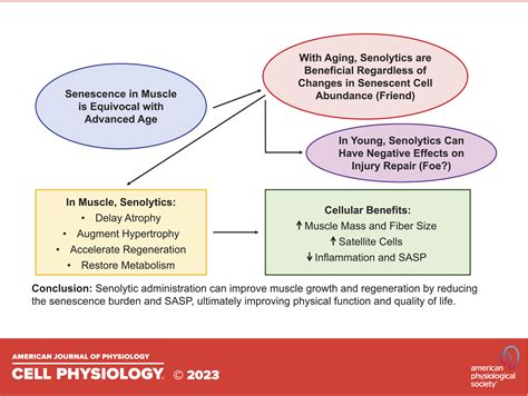 The Life And Times Of Cellular Senescence In Skeletal Muscle Friend Or