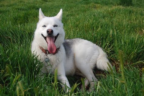 Husky Siberiano Cuidados Características Y Curiosidades