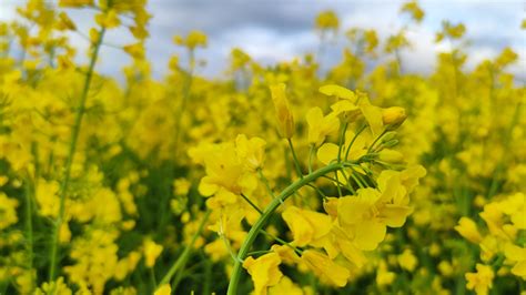 Rapeseed flower : r/ph0t0