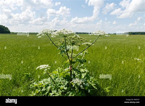 Cow Parsnip Blooms Stock Photo Alamy