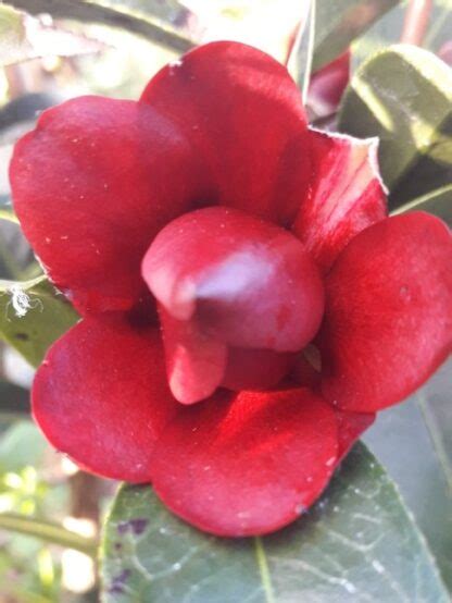 Camellia Night Rider P Pini Res Des Vents