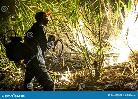 Sugar Cane Burned by Farmer for Pre-harvest Editorial Photo - Image of ...