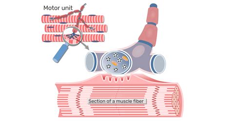 Neuromuscular Junction Process