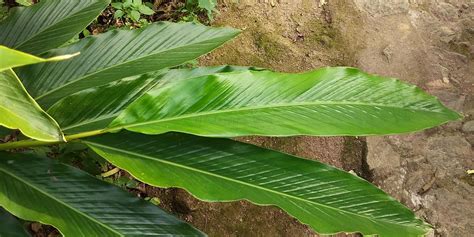 Green cardamom stock photo. Image of plant, cardamom - 110674786