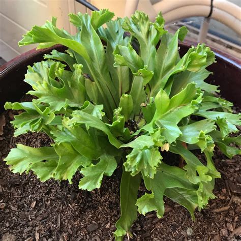 Asplenium Antiquum Leslie Birds Nest Fern Leslie In Gardentags