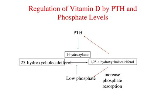 Ppt Calcium Homeostasis Parathyroid Hormone Calcitonin And Vitamin