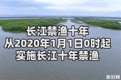 2020长江十年禁渔利弊 中华白鲟宣告灭绝 河洛旅游网